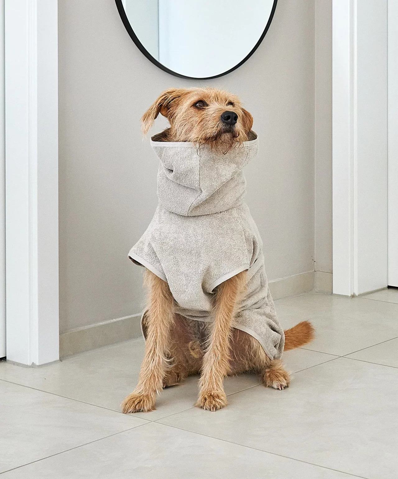 Pet Friendly France chien chat hôtel de luxe