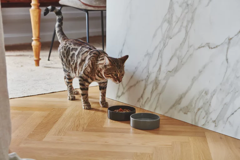 Pet Friendly France chien chat hôtel de luxe