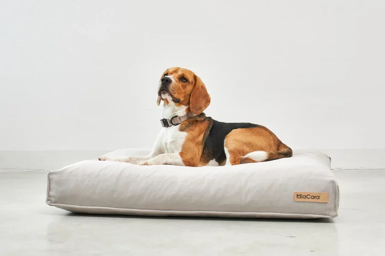 Pet Friendly France chien chat hôtel de luxe
