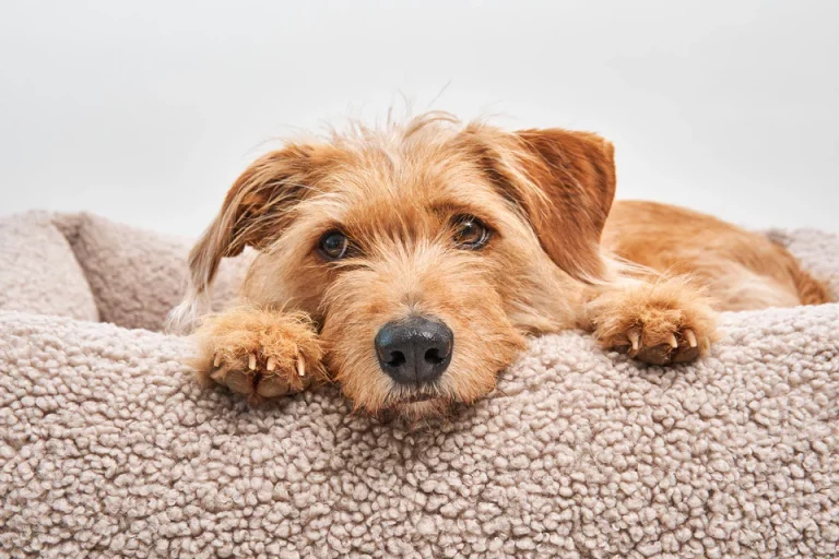 Pet Friendly France chien chat hôtel de luxe