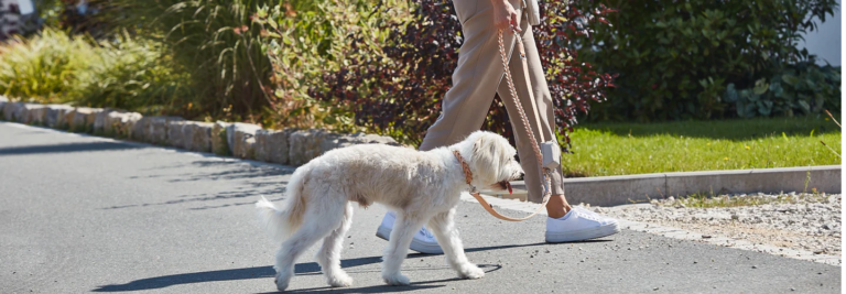 Pet Friendly France chien chat hôtel de luxe