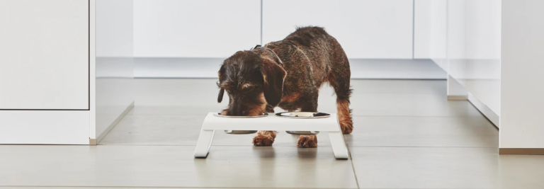 Pet Friendly France chien chat hôtel de luxe