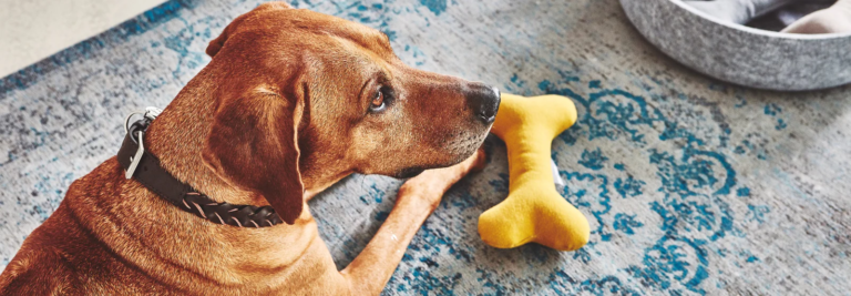 Pet Friendly France chien chat hôtel de luxe