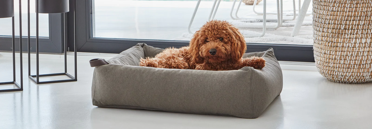 Pet Friendly France chien chat hôtel de luxe