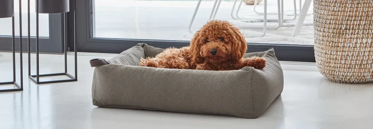 Pet Friendly France chien chat hôtel de luxe