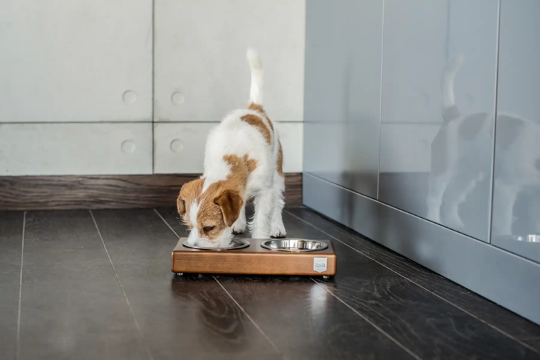Pet Friendly France chien chat hôtel de luxe
