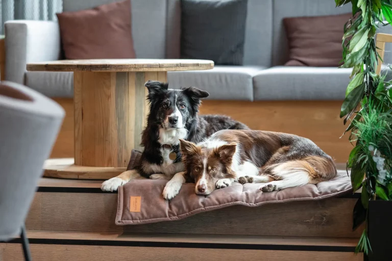 Pet Friendly France chien chat hôtel de luxe