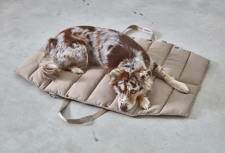 Pet Friendly France chien chat hôtel de luxe