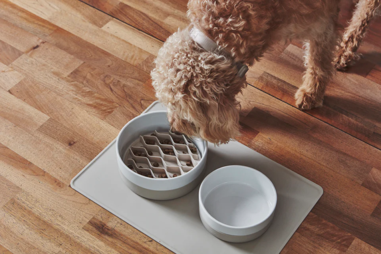 Pet Friendly France chien chat hôtel de luxe