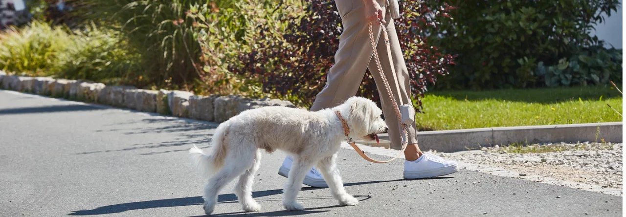 Pet Friendly France chien chat hôtel de luxe