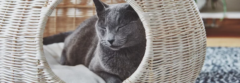 Pet Friendly France chien chat hôtel de luxe