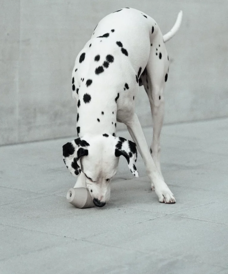 Pet Friendly France chien chat hôtel de luxe