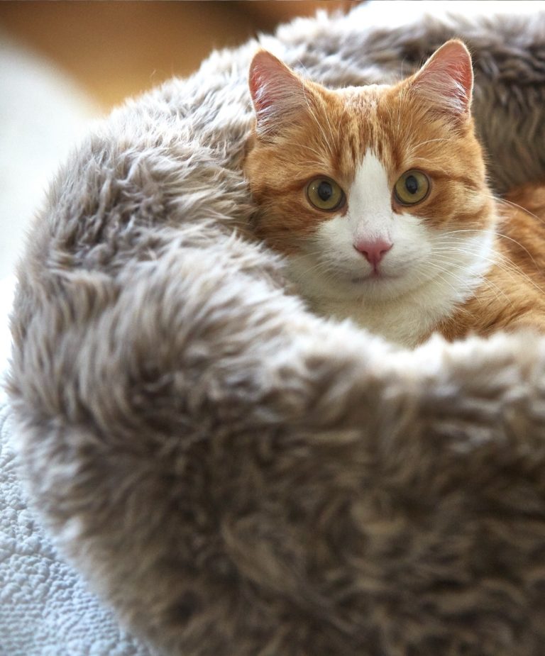 Pet Friendly France chien chat hôtel de luxe