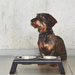 Pet Friendly France chien chat hôtel de luxe