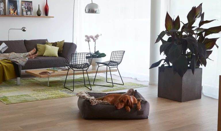 Comment Fidéliser les Clients en Soignant l’Accueil de leurs Animaux