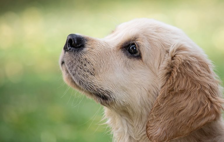 Pet Friendly France chien chat hôtel de luxe