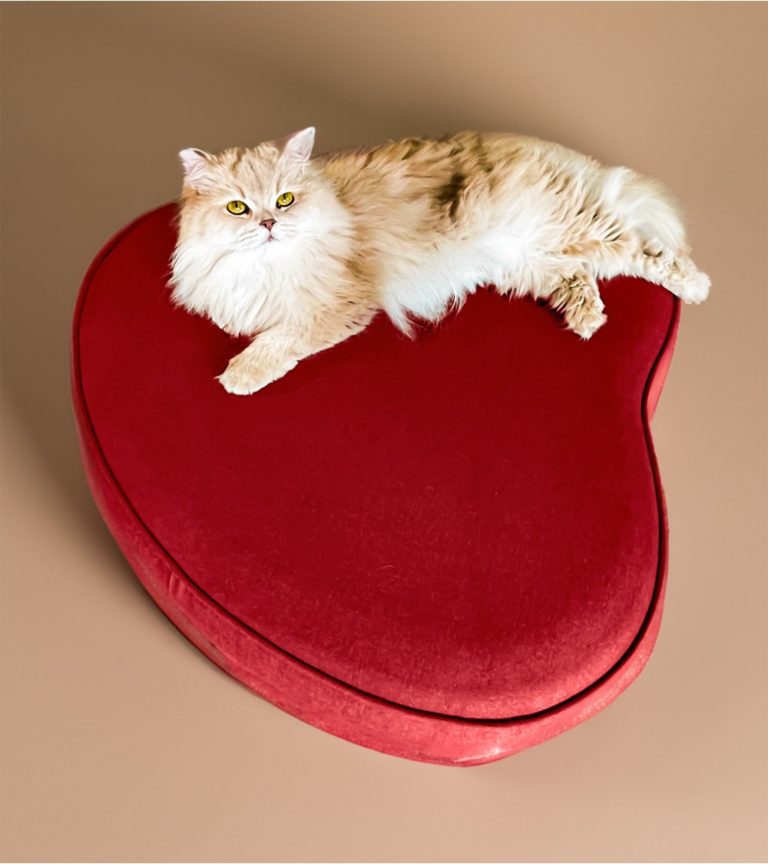 Pet Friendly France chien chat hôtel de luxe