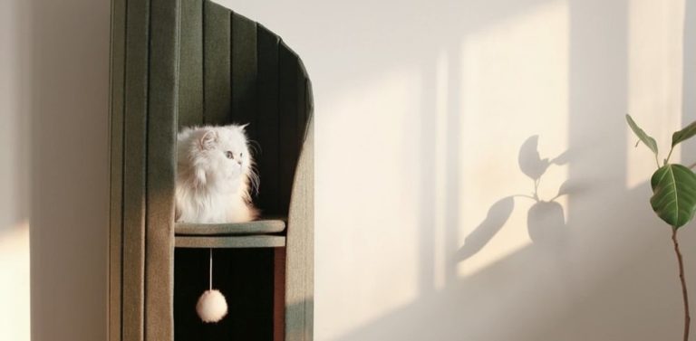 Pet Friendly France chien chat hôtel de luxe